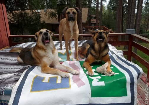 Canine Poster Committee